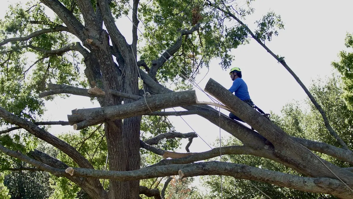 Professional Crown Thinning performed by certified arborists in Burgin